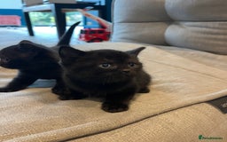 British Shorthair cats for sale: Mixed Breed British Shorthair 🐾 £300 - Image 9
