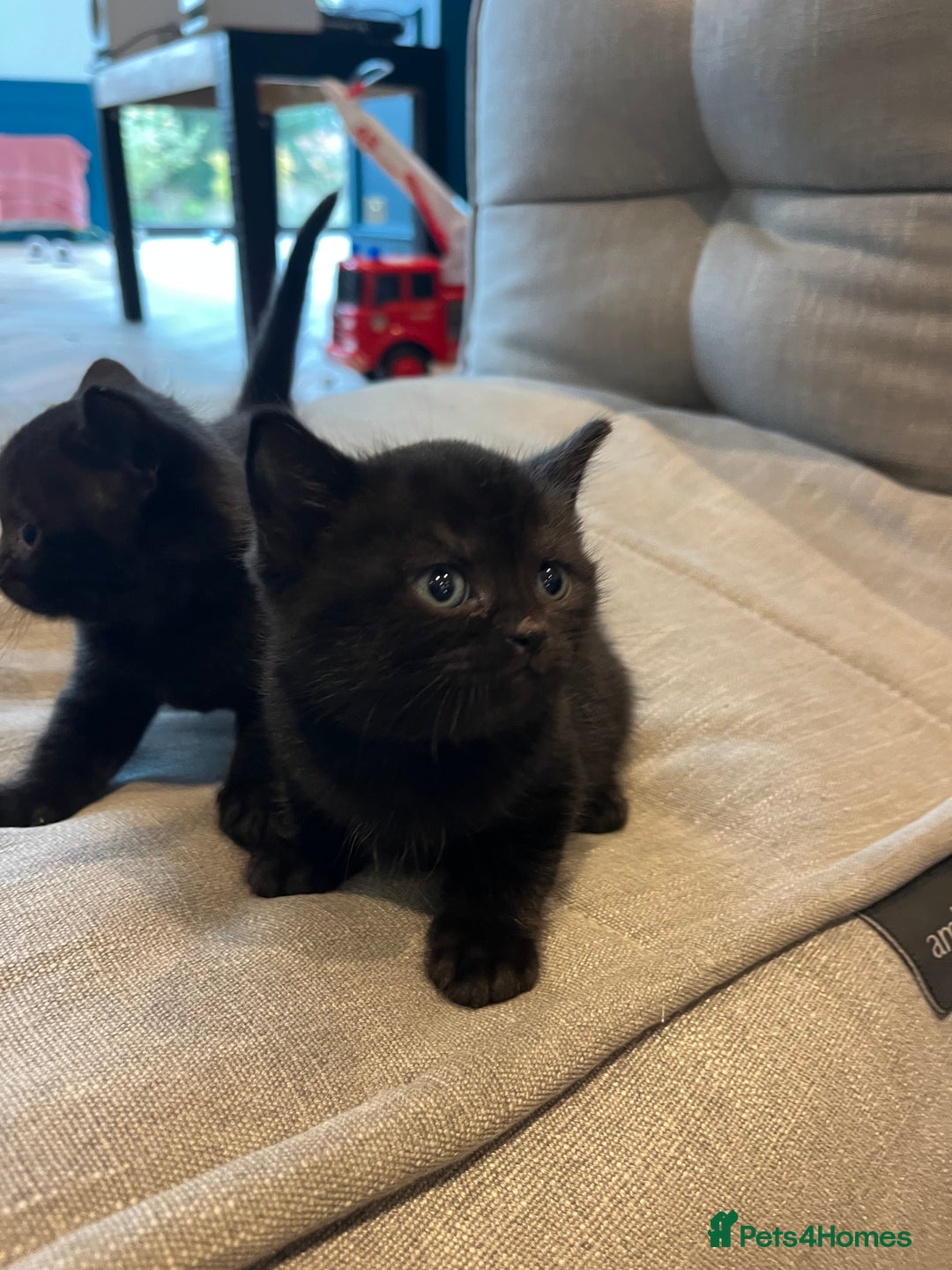 British Shorthair cats for sale: Mixed Breed British Shorthair 🐾 £300 - Image 9
