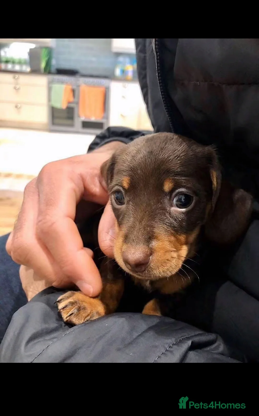 Miniature Dachshund dogs for sale: Stunning Litter of Mniature Dachshund Puppies - Advert 19