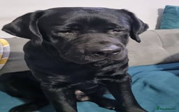 Labrador Retriever dogs for stud: Proven Fully DNA Tested for Stud in Harlow - Image 9
