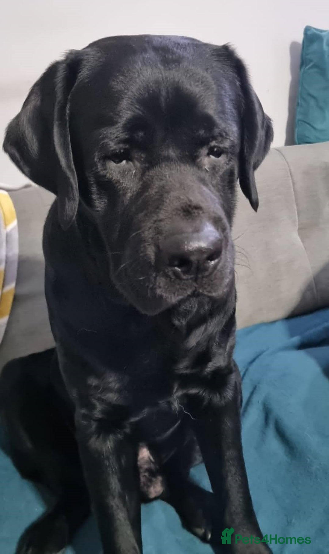 Labrador Retriever dogs for stud: Proven Fully DNA Tested for Stud in Harlow - Image 9