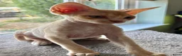 Devon Rex cats for sale: Ready now. GCCF registered and health tested. - Advert 7