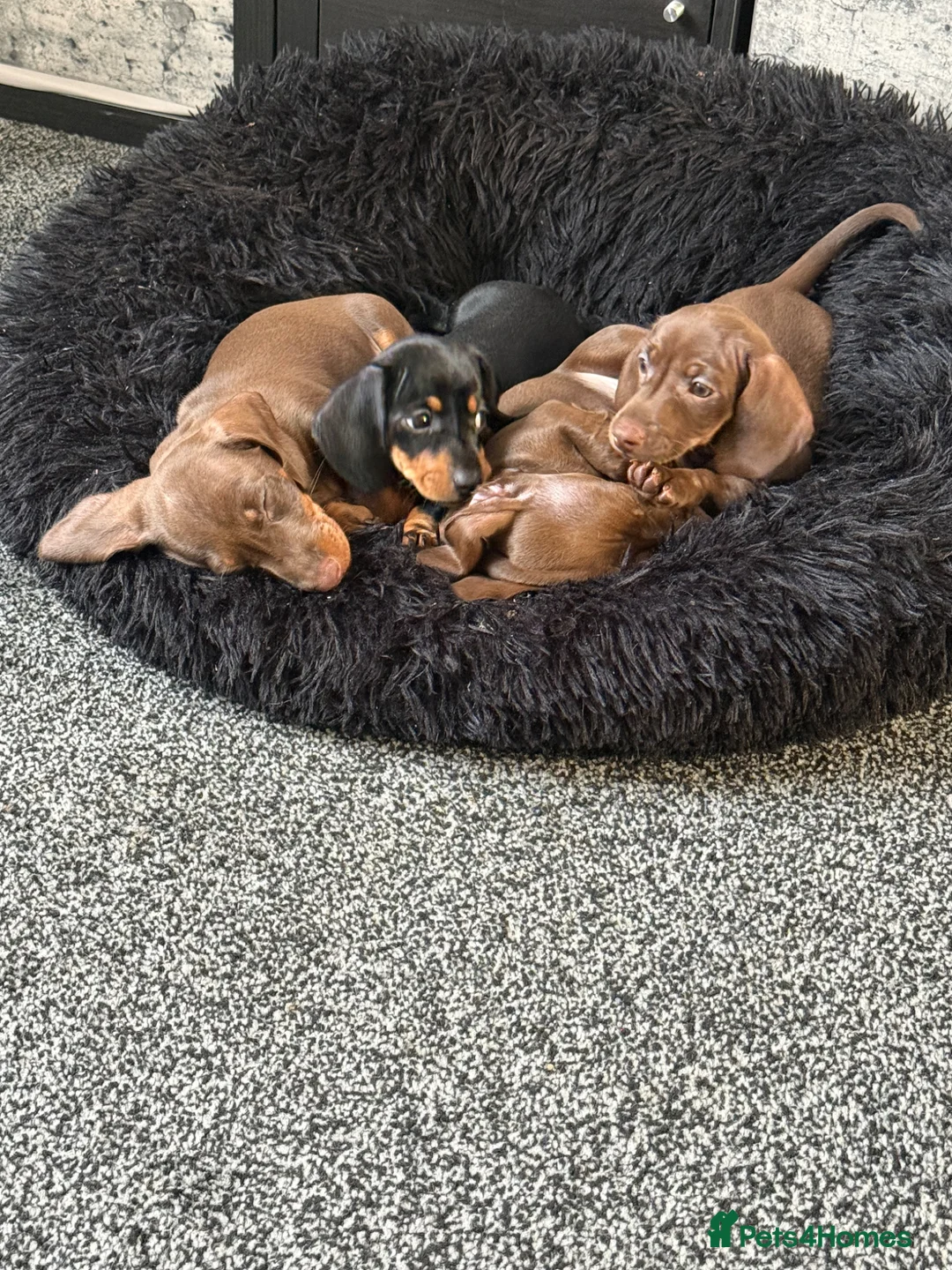 Miniature Dachshund dogs for sale: Smooth haired mini dachshunds  - Advert 2