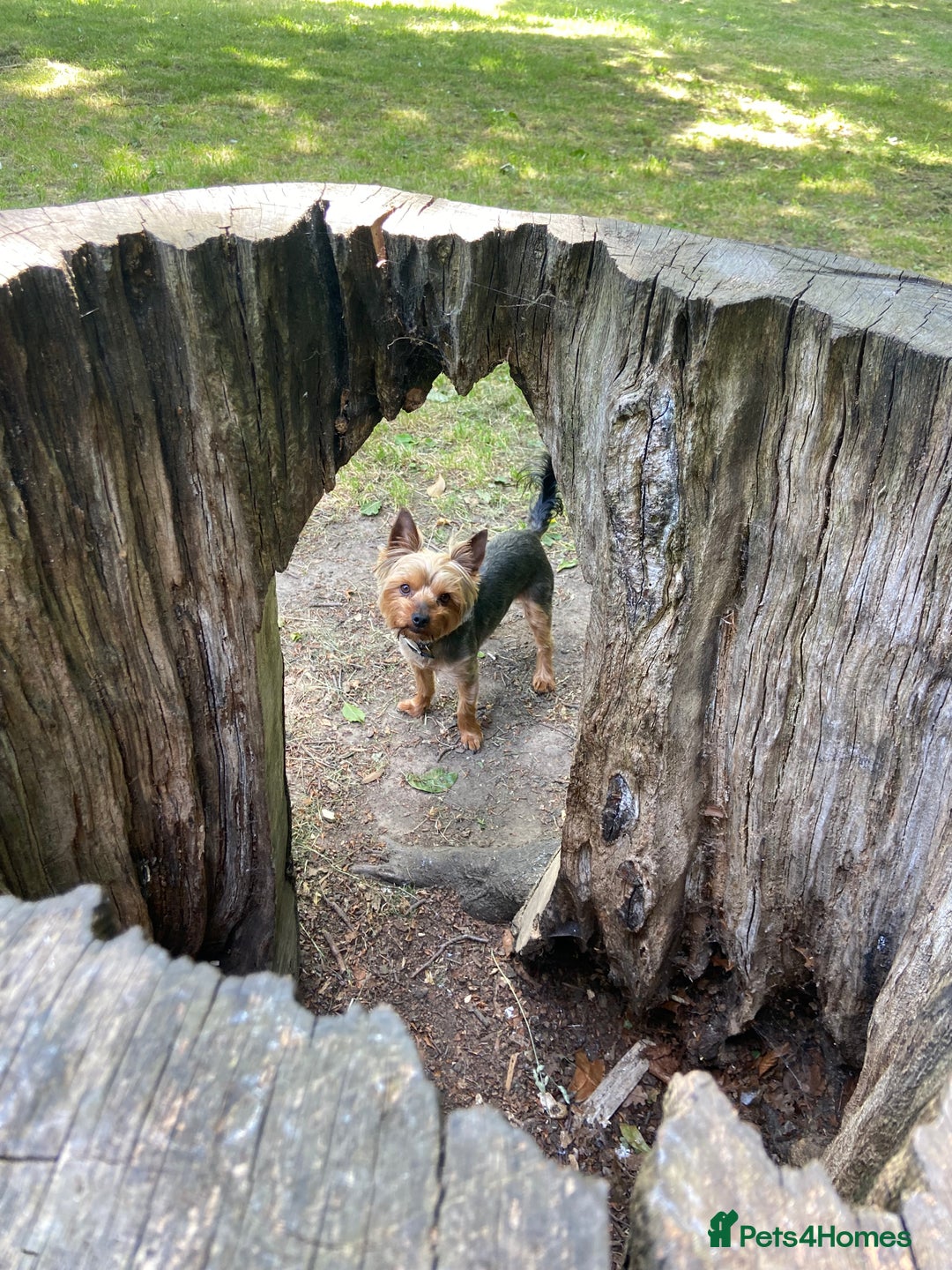 Yorkshire Terrier dogs for stud: Magnificent Yorkie Stud  - Advert 11