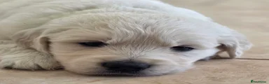 Golden Retriever Puppy 1