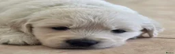 Golden Retriever dogs for sale: Palest Cream KC registered puppies for sale - Advert 5