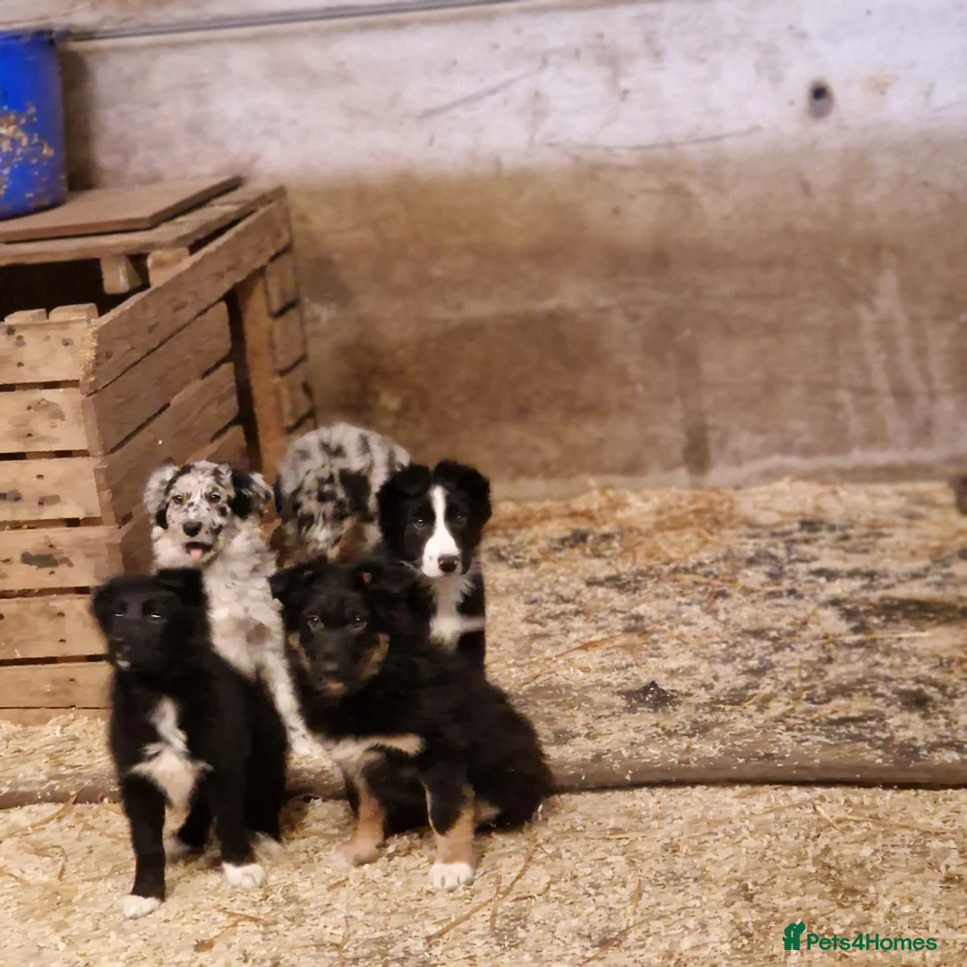 Border Collie dogs for sale: Beautiful  border  collie pups in Loughborough - Advert 5