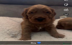 Australian Labradoodle dogs for sale: Stunning Australian labradoodles  - Image 5