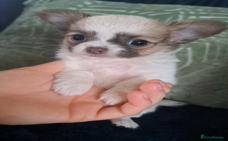 Chihuahua dogs - Advert 8