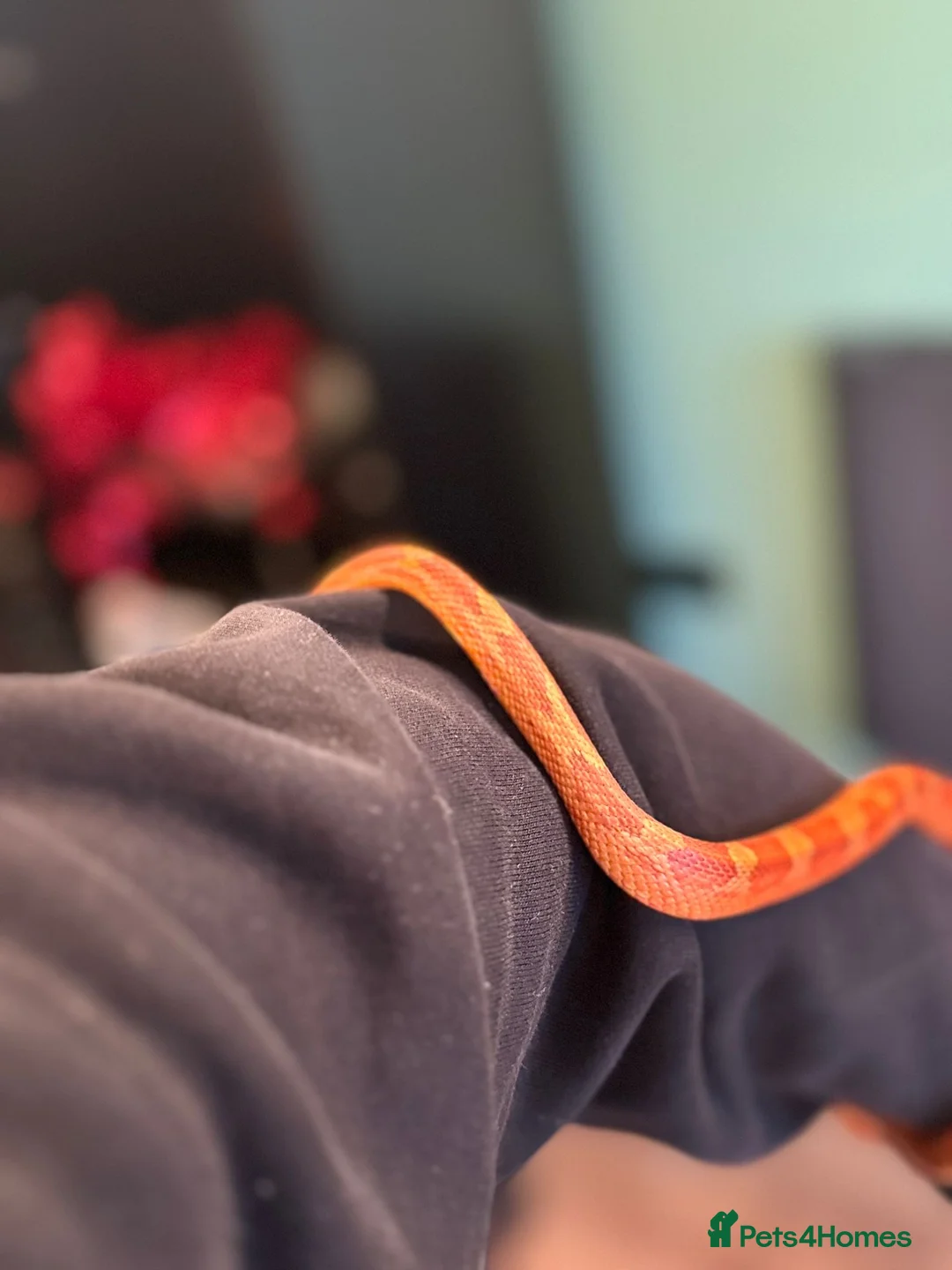 Corn Snake reptiles for sale: Corn snake Red - Advert 2