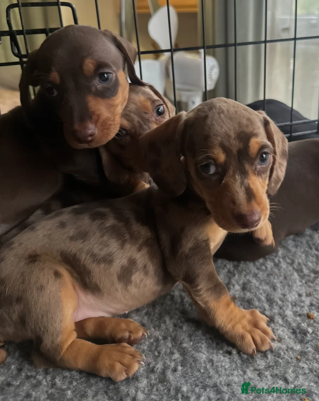 Dachshund dogs for sale: GORGEOUS DAPPLE DACHSHUNDS 8 WEEK OLD   - Advert 2