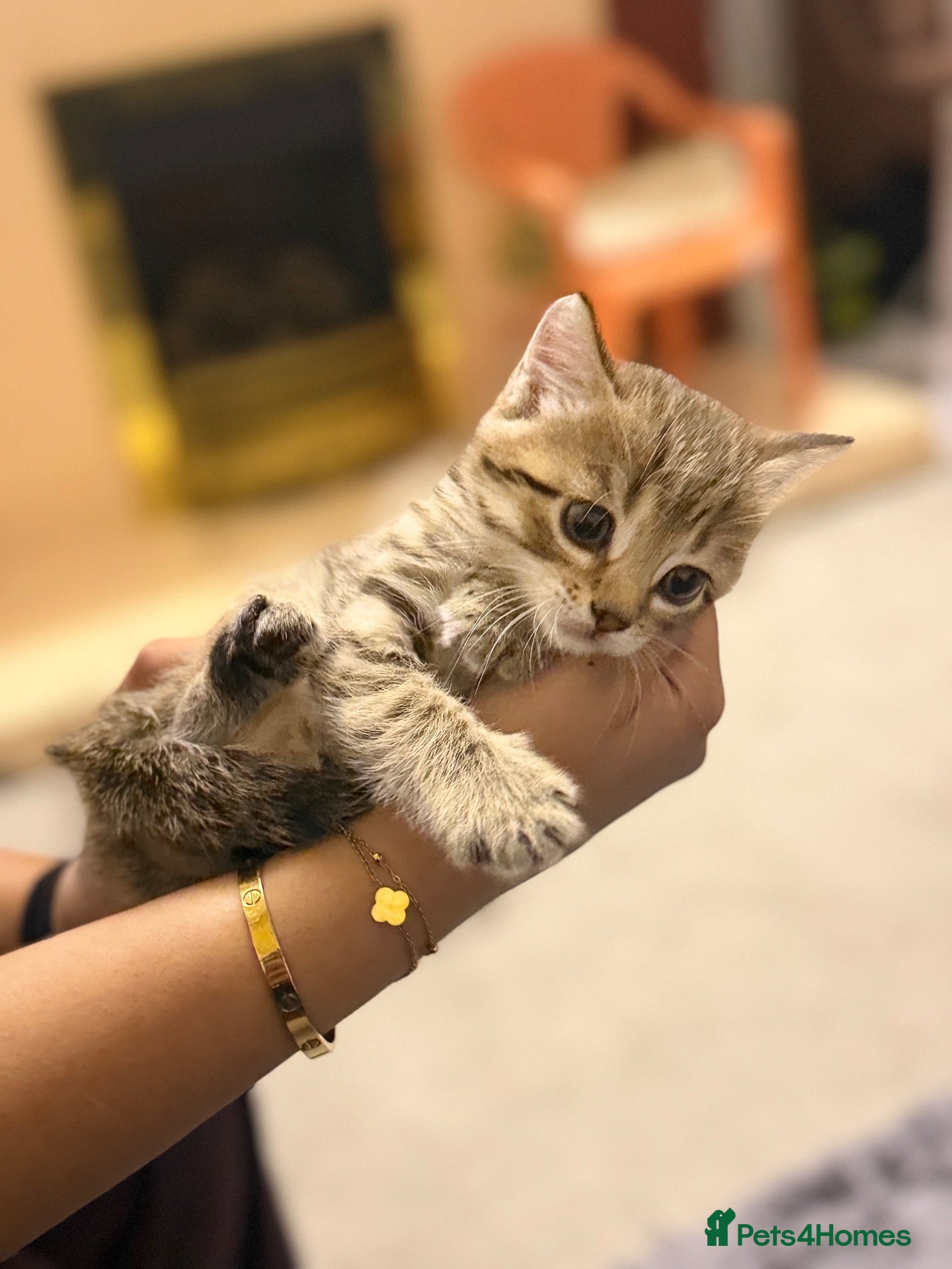 Mixed Breed cats Beautiful Kittens Looking for Loving Homes - Advert 1