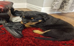 Rottweiler dogs for sale: Rottweiler Puppies - Image 3