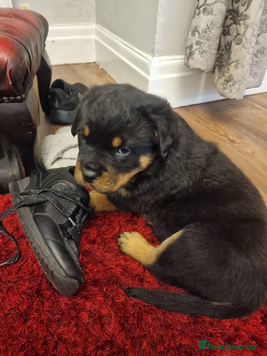Rottweiler dogs for sale: Rottweiler Puppies - Image 3