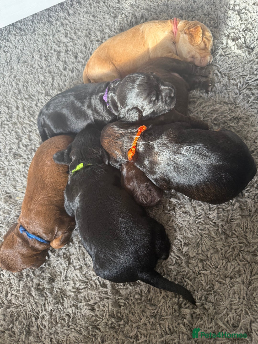 Cocker Spaniel dogs for sale: Beautiful Cocker Spaniel Litter  - Advert 18