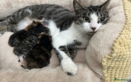 Bengal cats for sale: Rare Bengal Breed In White and Grey Ginger - Image 4