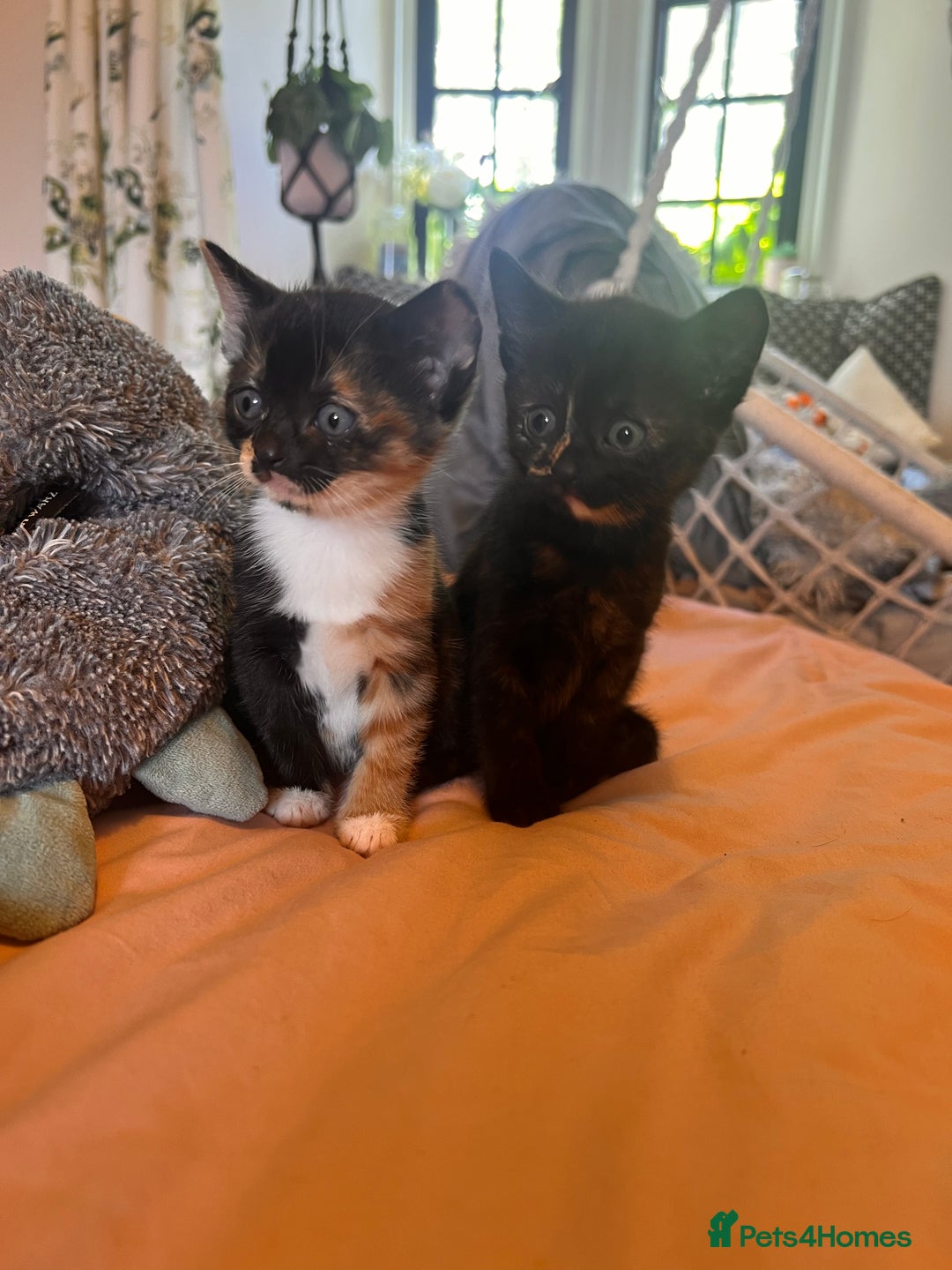 Domestic Shorthair cats for sale: Adorable Tortoiseshell Kittens - Image 6