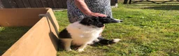 Border Collie dogs for sale: Border Collie Puppies - Advert 4