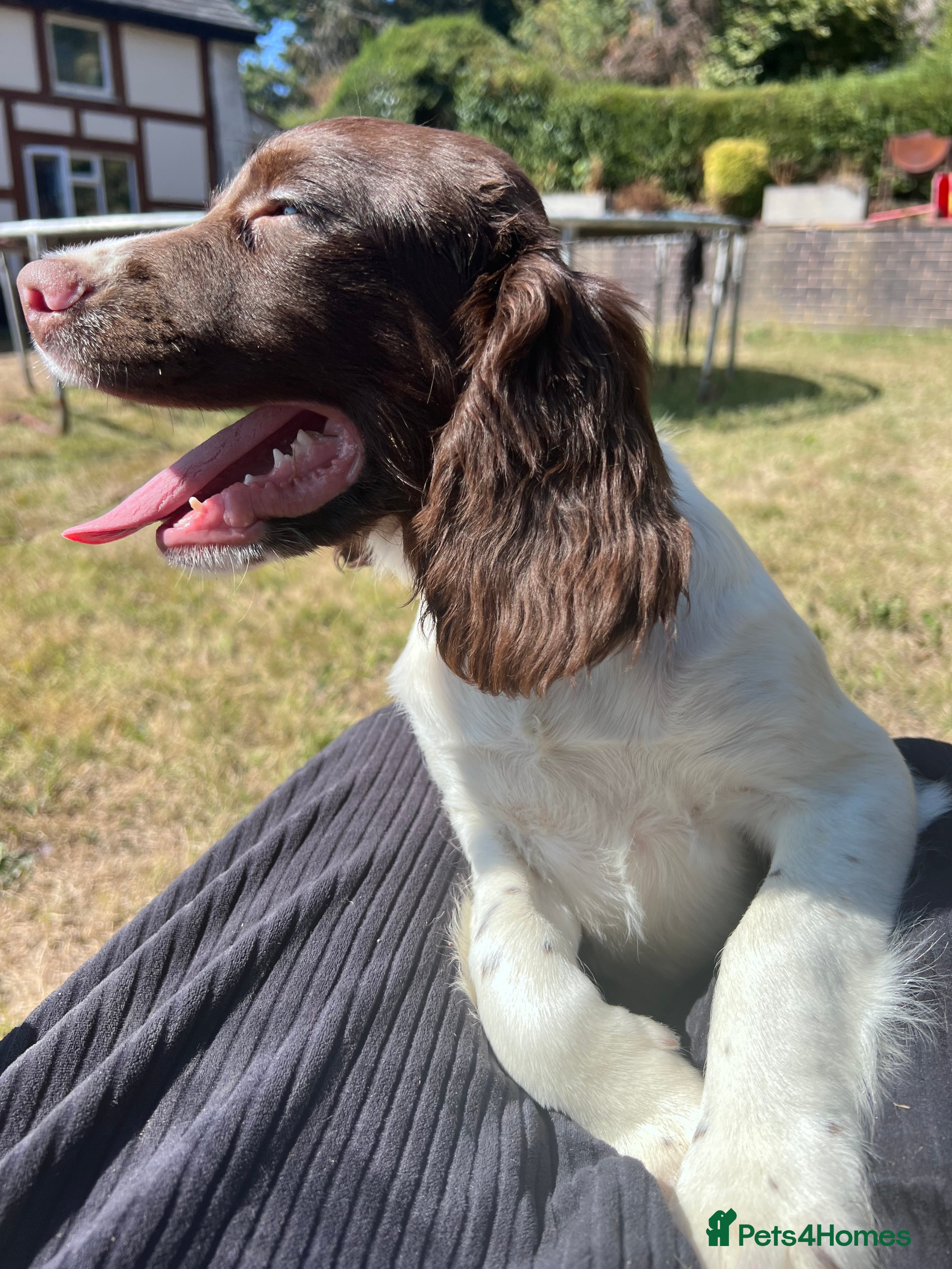English Springer Spaniel dogs Gorgeous English Springer Spaniels  - Advert 2