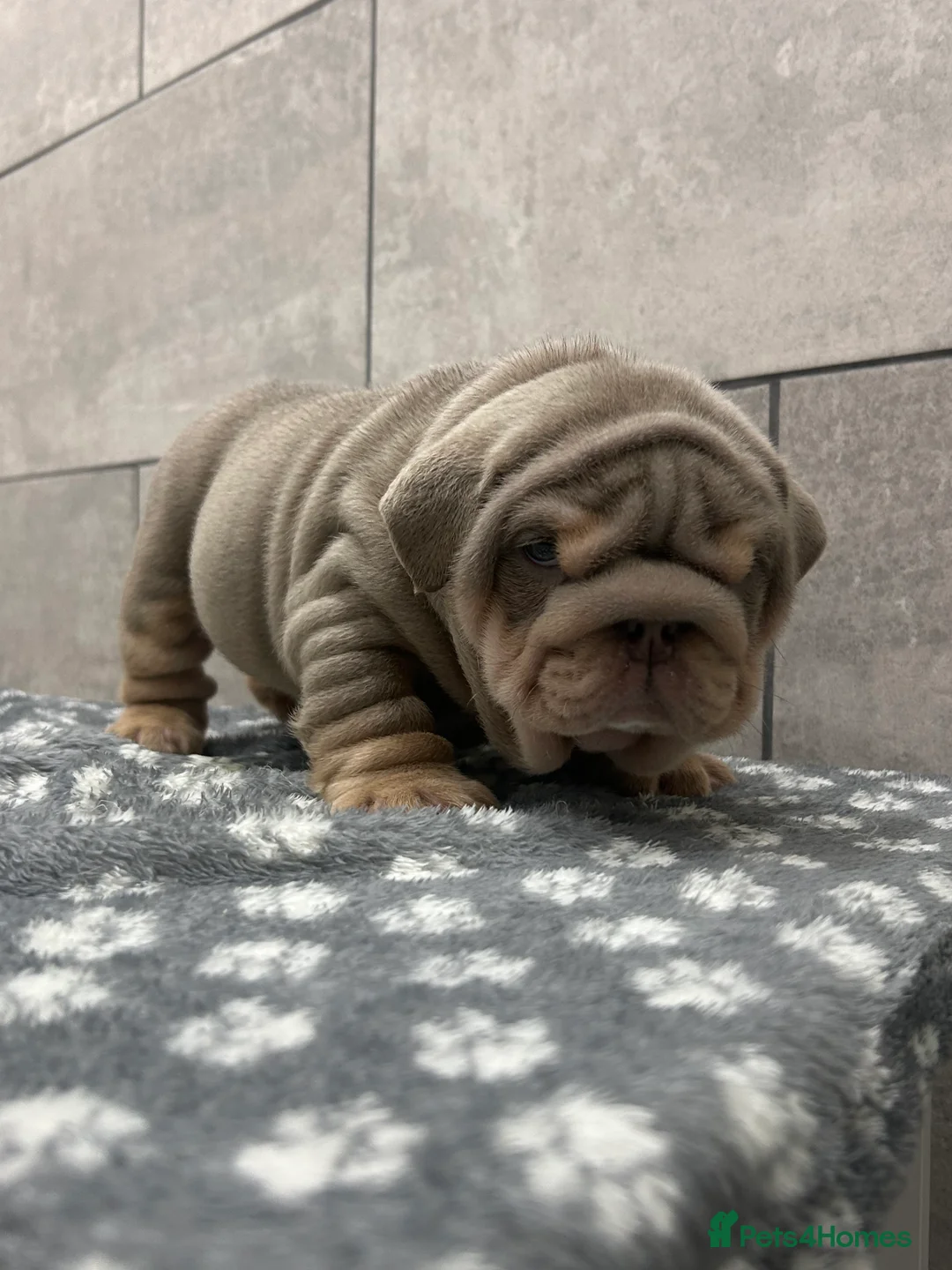 English Bulldog dogs for sale: Quality boy  - Advert 2