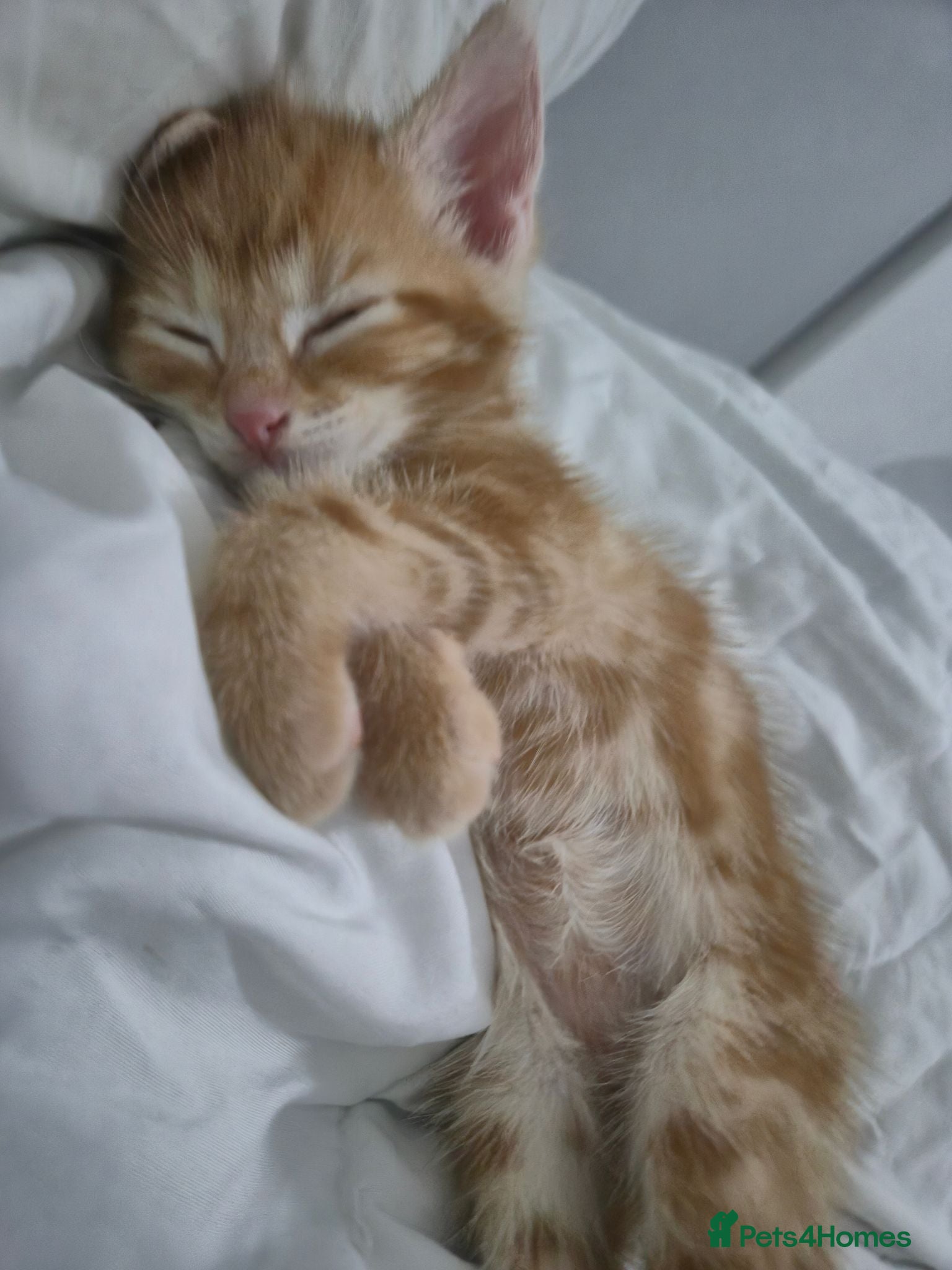 Mixed Breed cats Tabby ginger, tabby white, half british shorthair - Advert 4