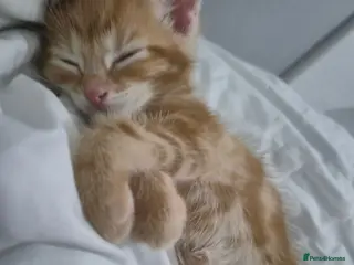 Mixed Breed cats Tabby ginger, tabby white, half british shorthair - Advert 2