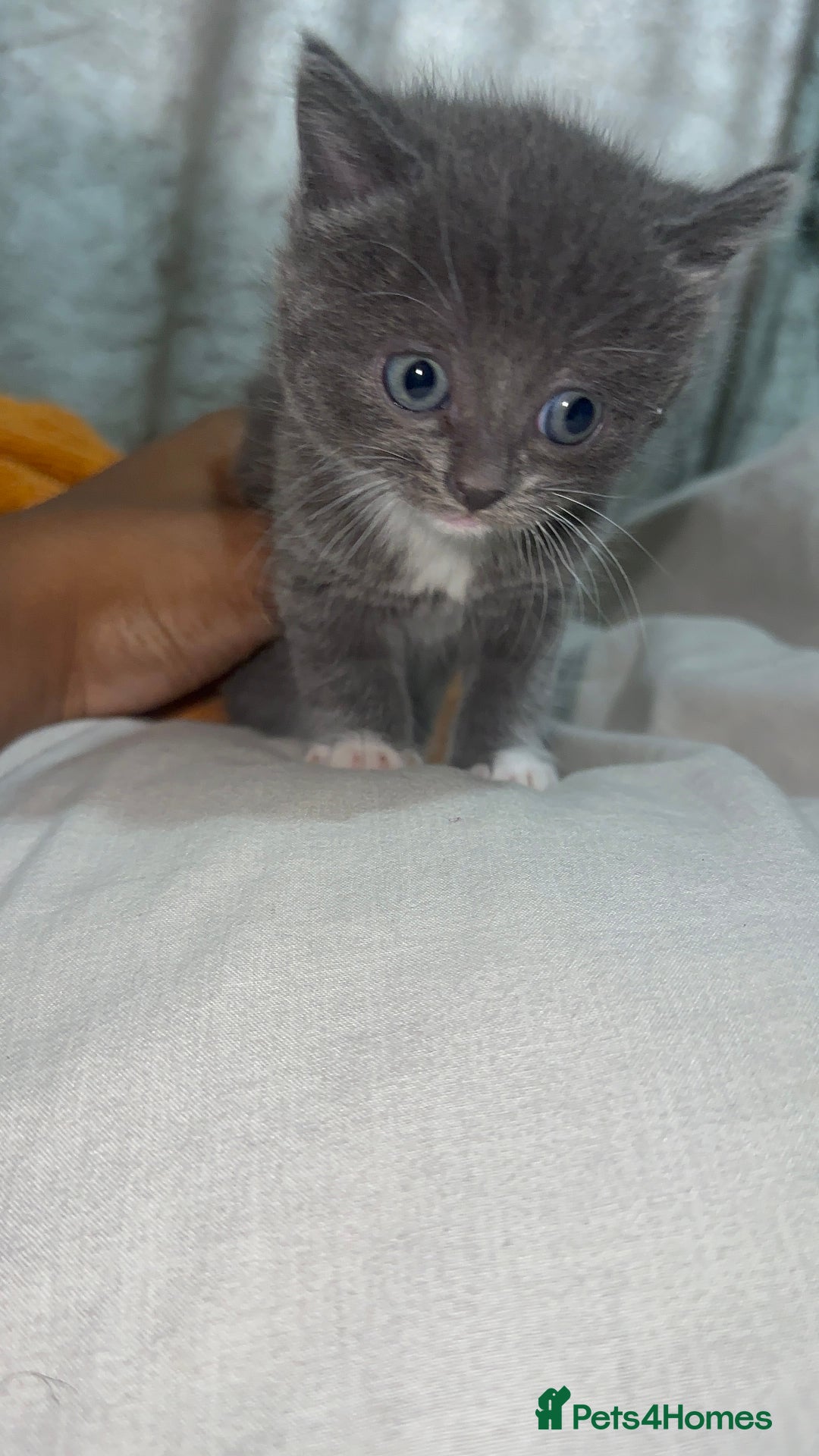 Mixed Breed cats for sale: 3 Beautiful Kittens Needing A Home - Advert 18