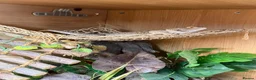 Bearded Dragon reptiles for sale: Year old bearded dragon for sale - Advert 1
