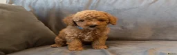 Cavapoo dogs for sale: Cavapoos Extensive DNA & Heart tested - Advert 34