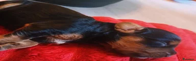 Cockapoo 4