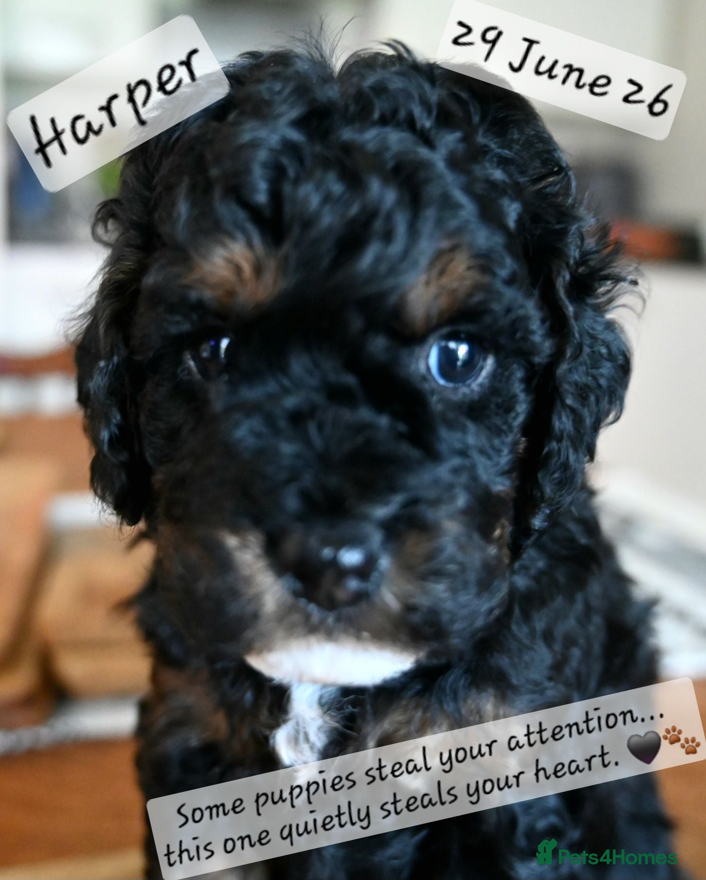 Cockapoo dogs 🐾F2 Cockapoos Puppies Wiltshire💗💗💗💙💙 - Advert 1