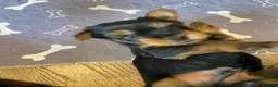 Yorkshire Terrier dogs for sale: KC Registered Yorkshire Terrier Puppies  - Advert 6