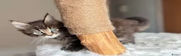 Maine Coon cats for sale: Now 2 TICA Registered Mainecoon kittens  - Advert 30