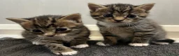 Mixed Breed cats for sale: Beautiful family kittens  - Advert 12