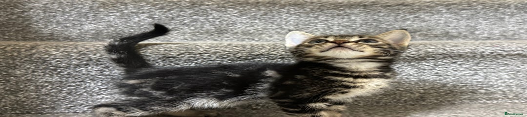 American Shorthair Kitten 1
