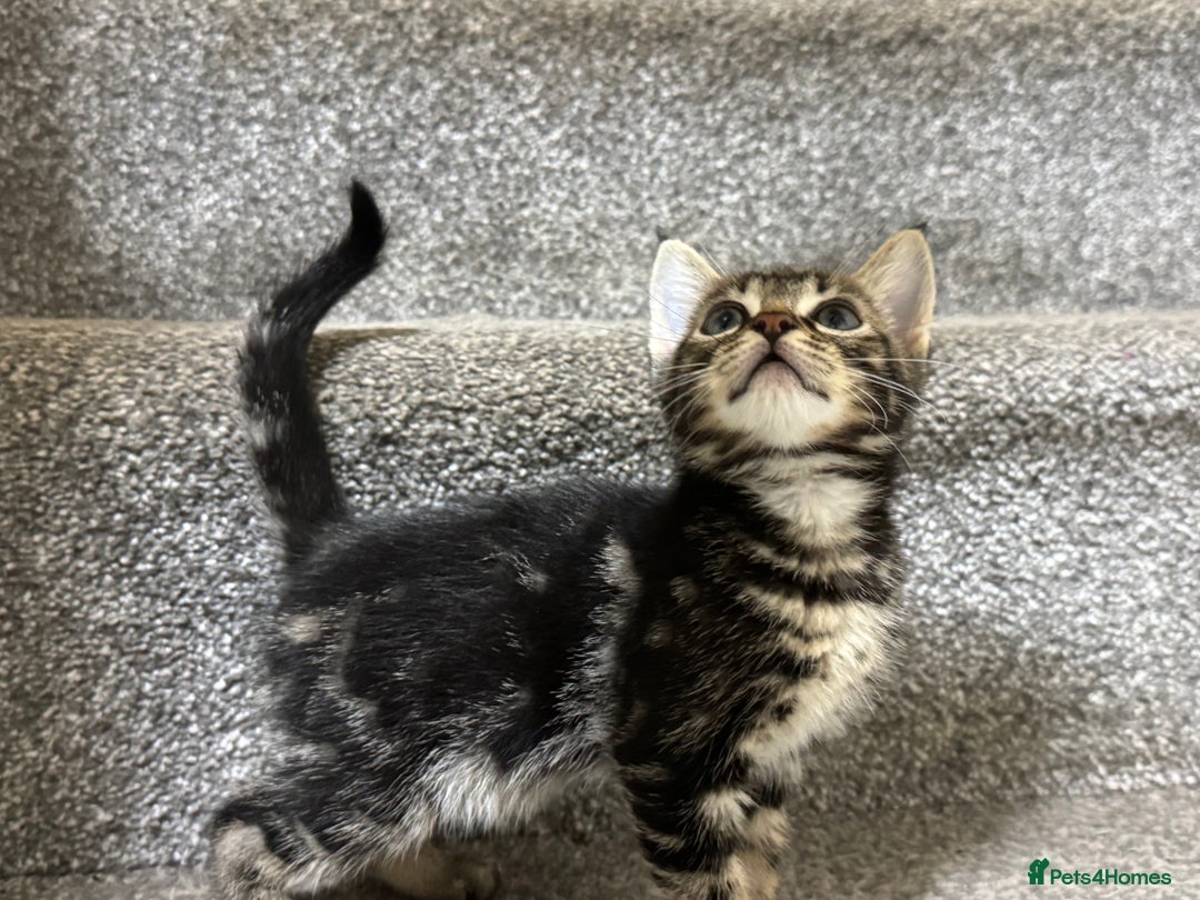 American Shorthair cats for sale: 3 male kittens for free - Image 2