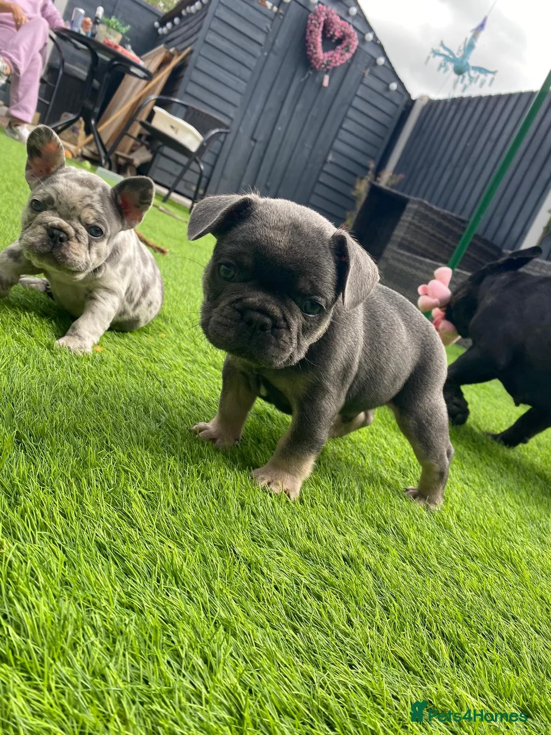 French Bulldog dogs for stud: ** RogueRoyales Zeus ** Fully Suited Lilac Merle  in Wolverhampton - Advert 29