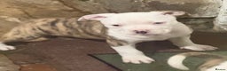 American Bulldog dogs for sale: American bulldog puppies - Advert 8
