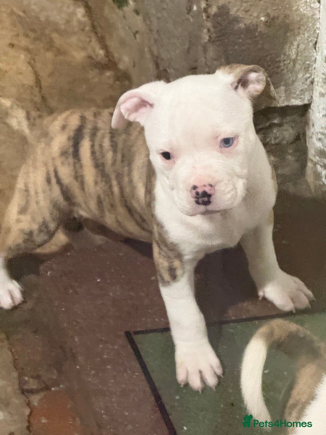 American Bulldog dogs for sale: American bulldog puppies - Advert 8