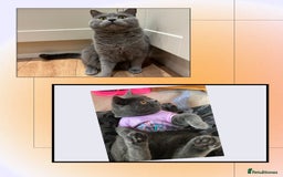 British Shorthair cats for sale: ** Joyful British Shorthair Kittens ** - Image 12
