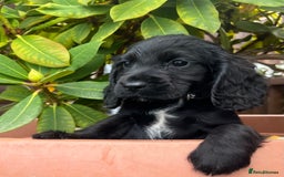 Cocker Spaniel dogs for sale: Working cocker spaniels  - Image 8