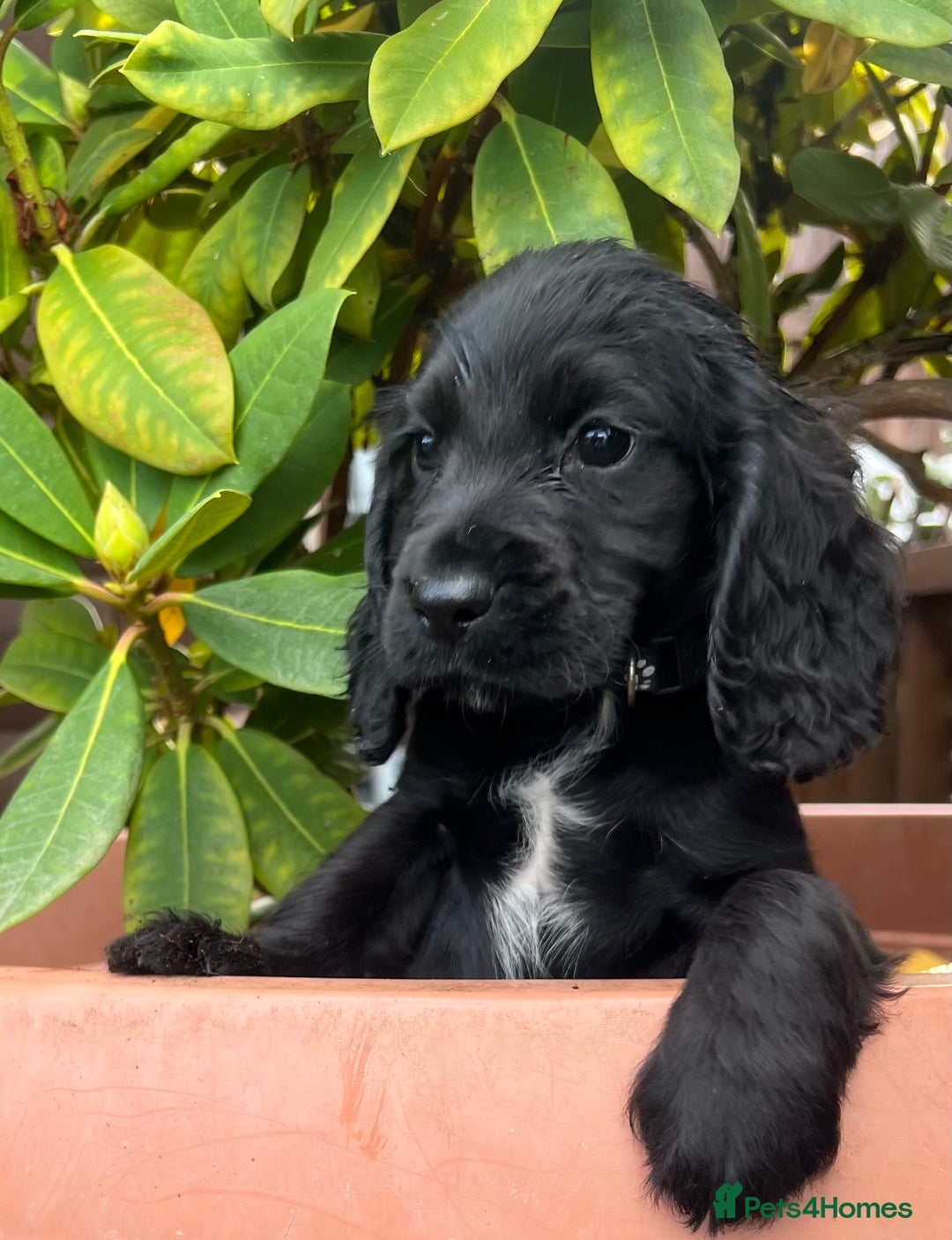Cocker Spaniel dogs for sale: Working cocker spaniels  - Image 8