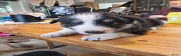 Border Collie dogs for sale: Beautiful Tri Coloured Collie Pups - Advert 4