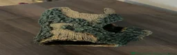 Leopard Gecko reptiles for sale: Leopard gecko and complete set up - Advert 14