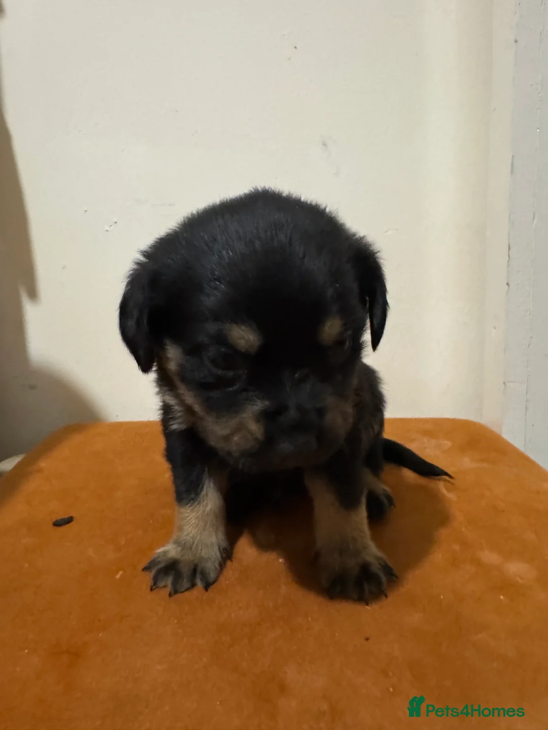 Mixed Breed dogs for sale: Rottweiler cross puppies - Advert 18