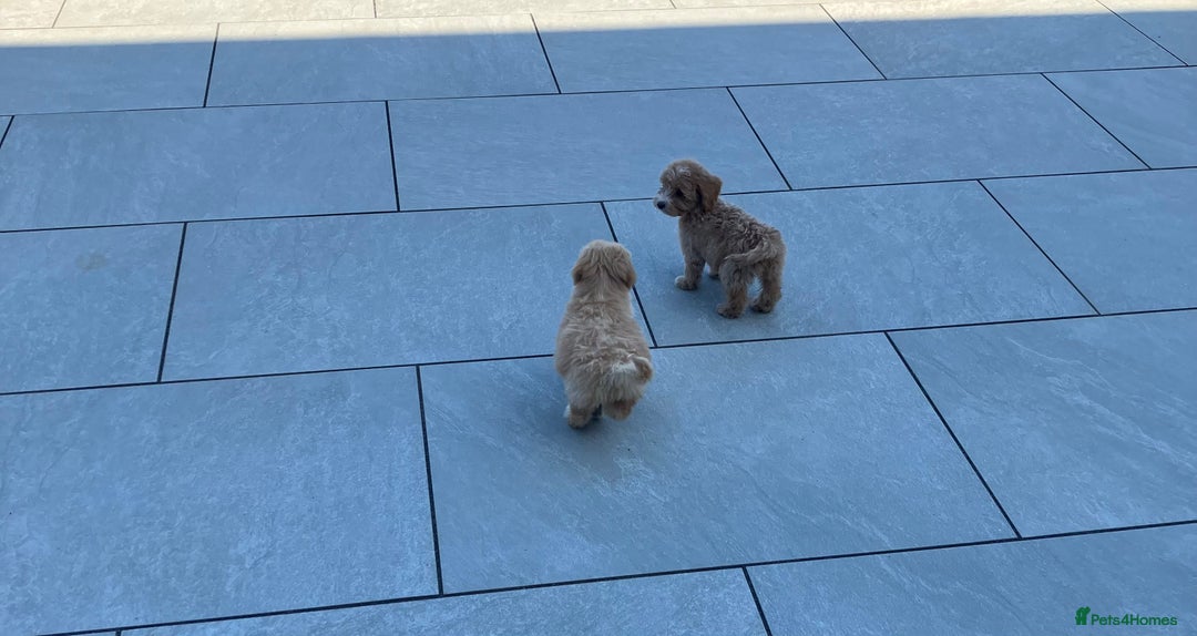 Cockapoo dogs for sale: Our baby cockapoos 🥰 - Image 5