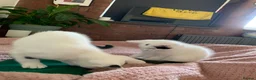 Mixed Breed cats for sale: 2 adorable boys  - Advert 8