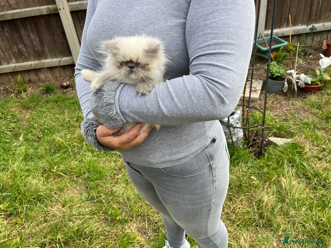 Persian cats for sale: Color point Persian kittens - Image 14