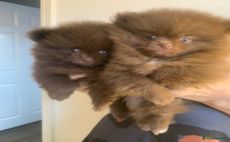 Pomeranian dogs - Advert 6
