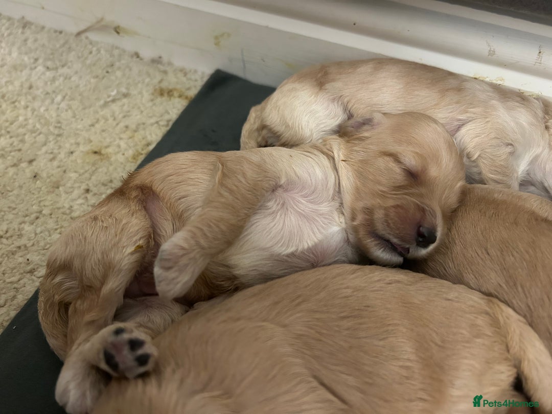 Cockapoo dogs for sale: F2 cockapoo’s for sale! 🌟  - Advert 5